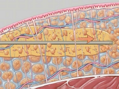 脂肪細胞の遊離