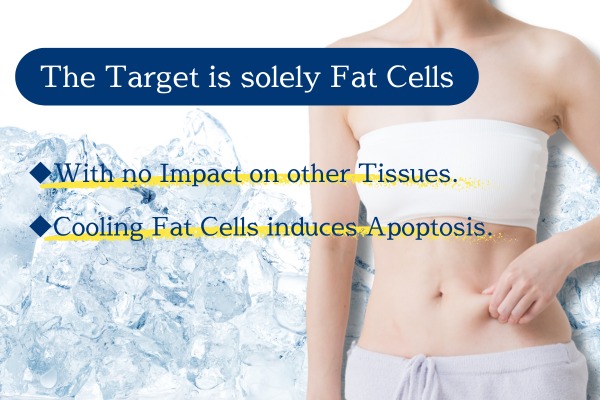 The Target is solely Fat Cells